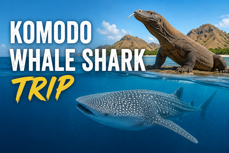 Komodo Whale Shark Trip